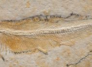 Allothrissops salmoneus (BLAINVILLE, 1818)