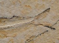 Allothrissops salmoneus (BLAINVILLE, 1818)