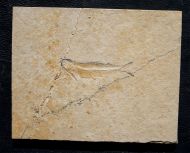 Allothrissops salmoneus (BLAINVILLE, 1818)