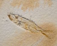 Ascalabos voithi (M�NSTER, 1834)