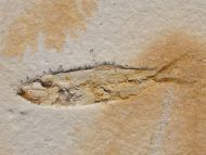 Ascalabos voithi (M�NSTER, 1834)