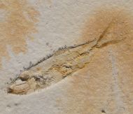 Ascalabos voithi (M�NSTER, 1834)