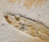 Ascalabos voithi (M�NSTER, 1834)