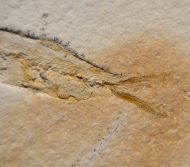 Ascalabos voithi (M�NSTER, 1834)