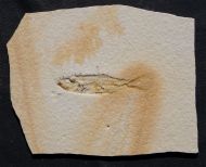 Ascalabos voithi (M�NSTER, 1834)