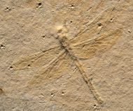 Mesuropetala muensteri GERMAR 1839