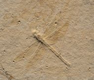 Mesuropetala muensteri GERMAR 1839