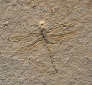 Mesuropetala muensteri GERMAR 1839