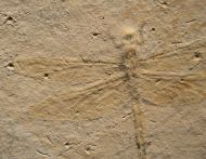 Mesuropetala muensteri GERMAR 1839