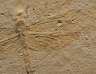 Mesuropetala muensteri GERMAR 1839