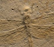 Mesuropetala muensteri GERMAR 1839