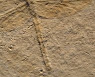 Mesuropetala muensteri GERMAR 1839