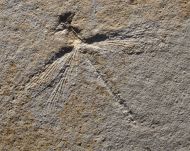 Stenophlebia latreilli (GERMAR, 1839)