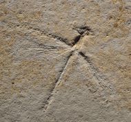 Stenophlebia latreilli (GERMAR, 1839)