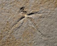 Stenophlebia latreilli (GERMAR, 1839)