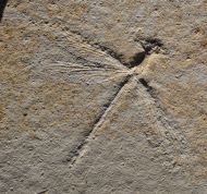 Stenophlebia latreilli (GERMAR, 1839)