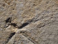 Stenophlebia latreilli (GERMAR, 1839)