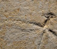 Stenophlebia latreilli (GERMAR, 1839)