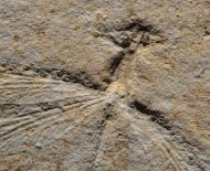 Stenophlebia latreilli (GERMAR, 1839)