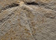 Stenophlebia latreilli (GERMAR, 1839)