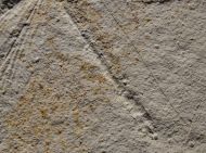 Stenophlebia latreilli (GERMAR, 1839)