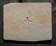 Stenophlebia latreilli (GERMAR, 1839)