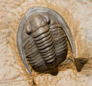 Diademaproetus holzapfeli (Nov�k, 1890)