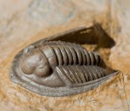 Diademaproetus holzapfeli (Nov�k, 1890)