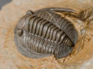 Diademaproetus holzapfeli (Nov�k, 1890)