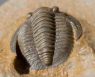 Diademaproetus holzapfeli (Nov�k, 1890)