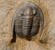 Diademaproetus holzapfeli (Nov�k, 1890)