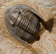 Diademaproetus holzapfeli (Nov�k, 1890)