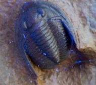 Diademaproetus holzapfeli (Nov�k, 1890)