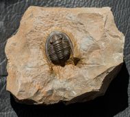 Diademaproetus holzapfeli (Nov�k, 1890)