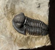Gerastos tuberculatus marocensis CHATTERTON et. al. 2006