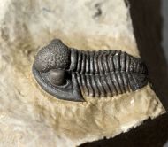 Gerastos tuberculatus marocensis CHATTERTON et. al. 2006