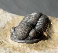 Gerastos tuberculatus marocensis CHATTERTON et. al. 2006