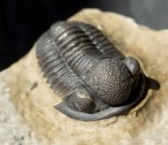 Gerastos tuberculatus marocensis CHATTERTON et. al. 2006