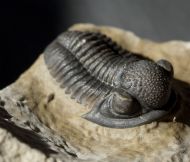 Gerastos tuberculatus marocensis CHATTERTON et. al. 2006