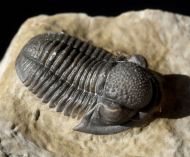 Gerastos tuberculatus marocensis CHATTERTON et. al. 2006