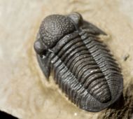 Gerastos tuberculatus marocensis CHATTERTON et. al. 2006