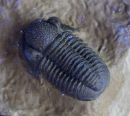 Gerastos tuberculatus marocensis CHATTERTON et. al. 2006