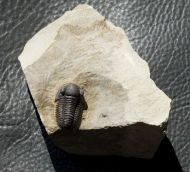 Gerastos tuberculatus marocensis CHATTERTON et. al. 2006