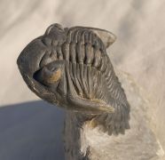 Hollardops mesocristata (LE MAITRE 1952)