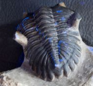Hollardops mesocristata (LE MAITRE 1952)