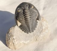 Hollardops mesocristata (LE MAITRE 1952)
