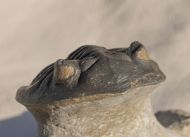 Hollardops mesocristata (LE MAITRE 1952)