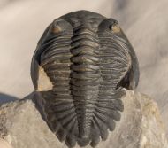 Hollardops mesocristata (LE MAITRE 1952)