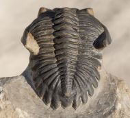 Hollardops mesocristata (LE MAITRE 1952)
