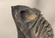 Hollardops mesocristata (LE MAITRE 1952)